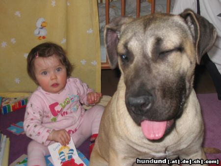 Dogo Canario Hunde Foto 22069 Dogo Canario Hannah von den Pretorianern - Kinderlieb
