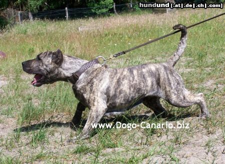 Dogo Canario Dogo Canario Alano Perro de Presa Canario Perro de Presa Espanol