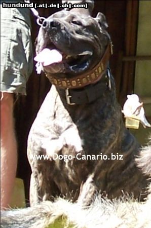 Dogo Canario Dogo Canario Alano Perro de Presa Canario Perro de Presa Espanol