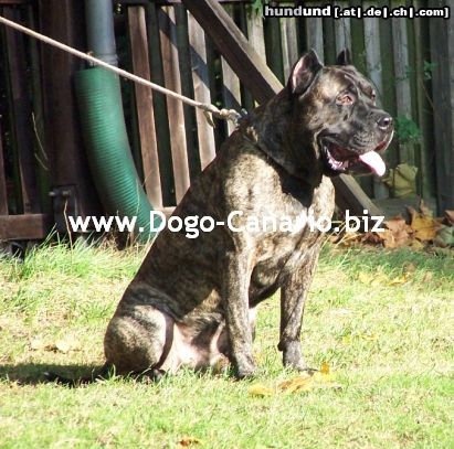 Dogo Canario Dogo Canario Alano Perro de Presa Canario Perro de Presa Espanol