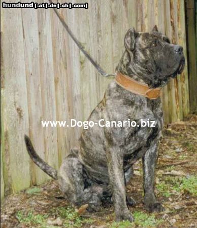 Dogo Canario Dogo Canario Alano Perro de Presa Canario Perro de Presa Espanol