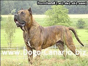 Dogo Canario Dogo Canario Alano Perro de Presa Canario Perro de Presa Espanol