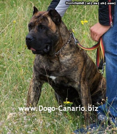 Dogo Canario Hunde Foto 45252 Dogo Canario Dogo Canario Alano Perro de Presa Canario Perro de Presa Espanol