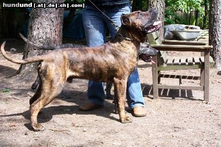Dogo Canario Hunde Foto 23234 Dogo Canario