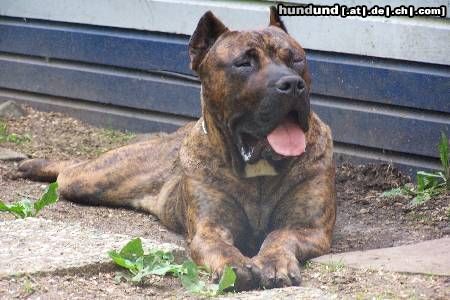 Dogo Canario Hunde Foto 23233 Dogo Canario