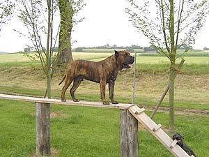 Dogo Canario Wesen Gesundheit Leistung Typ