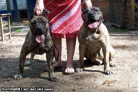 Dogo Canario Hunde Foto 23235 Dogo Canario