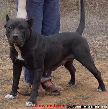 Dogo Canario Hunde Foto 5983 Dogo Canario Fany de Irema Curto - Black Perro de Presa Canario