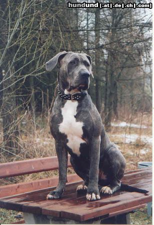 Dogo Canario Hunde Foto 3574 Dogo Canario Dogo Canario Gina 1 Jahr 5 Monate