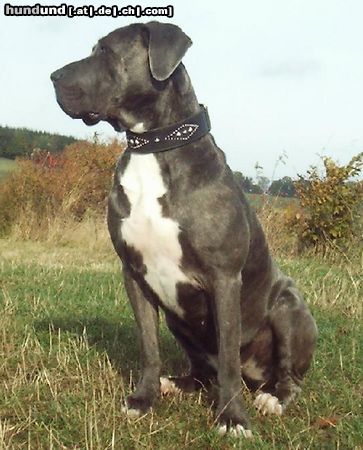 Dogo Canario Gina von den Pretorianern