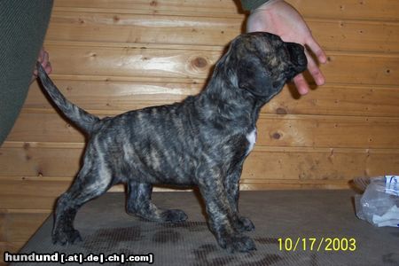 Dogo Canario Hunde Foto 7842 Dogo Canario Dogo Canario (Alano)-Leistungszucht! Wir züchten auf Gesundheit, Wesensfestigkeit, Leistungsbereitschaft und Typ. Welpen und spanische Importhunde zu verkaufen...