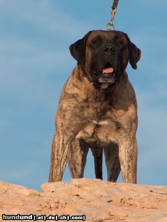 Dogo Canario Hunde Foto 12041 Dogo Canario Vento di Nivaria Sur