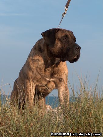 Dogo Canario Hunde Foto 12042 Dogo Canario Vento di Nivaria Sur, 5 Jahre