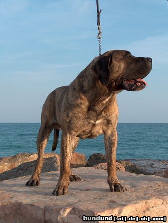 Dogo Canario Hunde Foto 12043 Dogo Canario Vento di Nivaria Sur, 5 Jahre