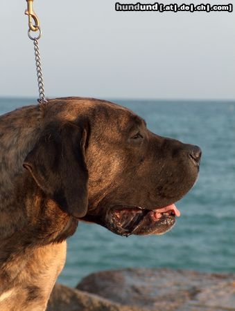 Dogo Canario Hunde Foto 12044 Dogo Canario Vento di Nivaria Sur, 5 Jahre
