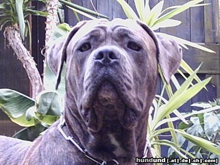 Dogo Canario Hunde Foto 23700 in höherer Auflösung ansehen Dogo Canario Hugo 13 Monate