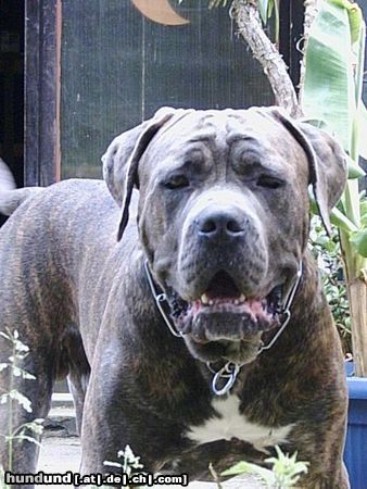 Dogo Canario Hunde Foto 23701 in höherer Auflösung ansehen Dogo Canario Hugo 13 Monate