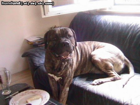 Dogo Canario Hunde Foto 23882 in höherer Auflösung ansehen Dogo Canario