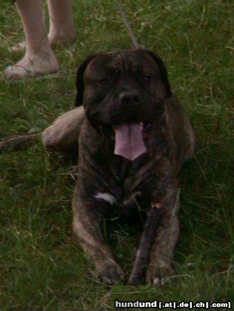 Dogo Canario Hunde Foto 23883 in höherer Auflösung ansehen Dogo Canario