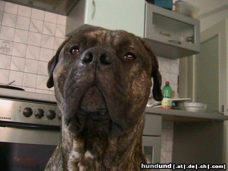 Dogo Canario Hunde Foto 23879 in höherer Auflösung ansehen Dogo Canario