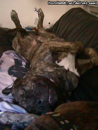 Dogo Canario