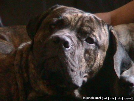 Dogo Canario Hunde Foto 23940 in höherer Auflösung ansehen Dogo Canario
