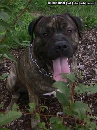 Dogo Canario Tyson