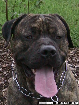Dogo Canario Hunde Foto 23957 in höherer Auflösung ansehen Dogo Canario Tyson