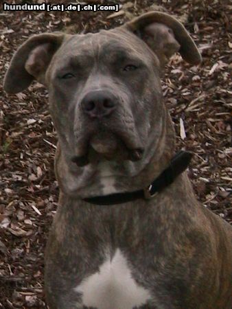 Dogo Canario Hunde Foto 23960 in höherer Auflösung ansehen Dogo Canario Xena
