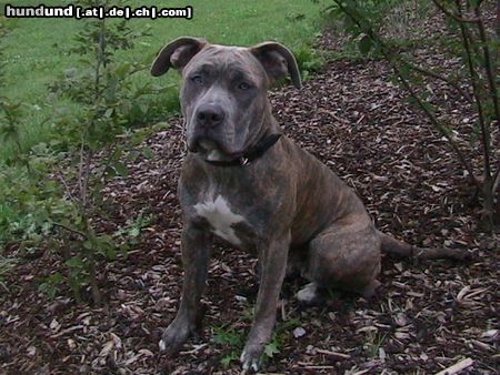 Dogo Canario Hunde Foto 23962 in höherer Auflösung ansehen Dogo Canario Xena