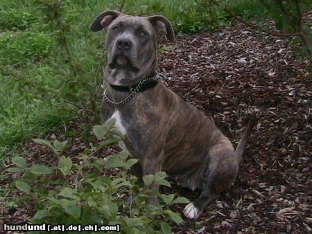 Dogo Canario Hunde Foto 23961 in höherer Auflösung ansehen Dogo Canario Xena