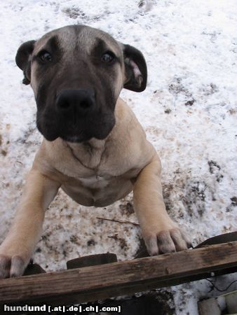 Dogo Canario Hunde Foto 18873 in höherer Auflösung ansehen Dogo Canario Hannah ganz nahe!!!