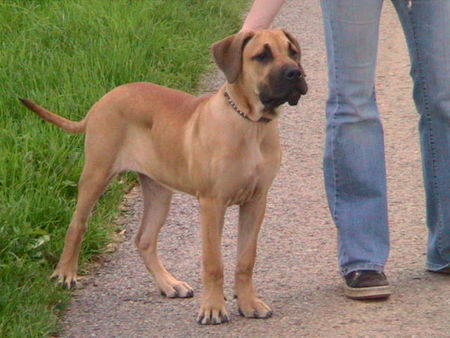 Dogo Canario Hunde Foto 35035 in höherer Auflösung ansehen Dogo Canario Kim 6 Monate