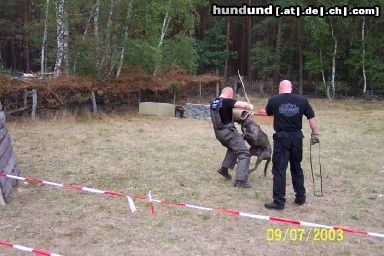Dogo Canario Hunde Foto 7841 Dogo Canario Dogo Canario (Alano)-Leistungszucht! Wir züchten auf Gesundheit, Wesensfestigkeit, Leistungsbereitschaft und Typ. Welpen und spanische Importhunde zu verkaufen...