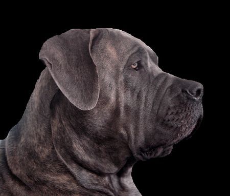 Dogo Canario Hunde Foto 30992 Dogo Canario ares