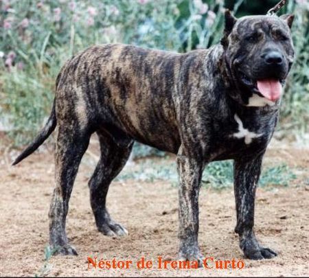 Dogo Canario Hunde Foto 2017 Dogo Canario A loyal guard dog of the Canary Islands