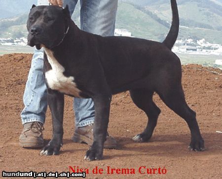 Dogo Canario Hunde Foto 5982 Dogo Canario Nisa de Irema Curto - Black Perro de Presa Canario