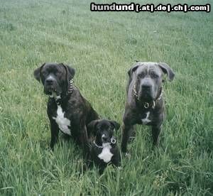 Dogo Canario Hunde Foto 23571 Dogo Canario Ares , Odin und Maggy von den Pretorianern