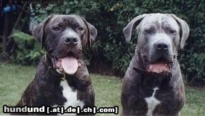 Dogo Canario Hunde Foto 23578 Dogo Canario Ares und Odin von den Pretorianern