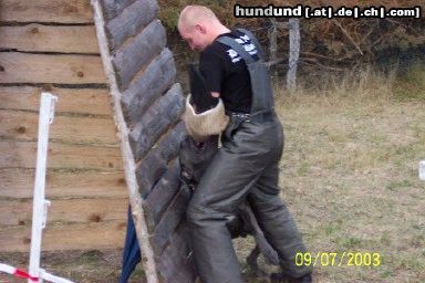 Dogo Canario Hunde Foto 7839 Dogo Canario Dogo Canario (Alano)-Leistungszucht! Wir züchten auf Gesundheit, Wesensfestigkeit, Leistungsbereitschaft und Typ. Welpen und spanische Importhunde zu verkaufen...