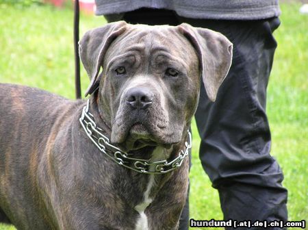 Dogo Canario Hunde Foto 23702 in höherer Auflösung ansehen Dogo Canario Hugo 13 Monate