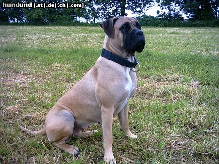 Dogo Canario Hunde Foto 11462 Dogo Canario Und nochmal Luna