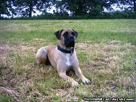 Dogo Canario Hunde Foto 11461 Dogo Canario Luna- 4 Jahre junge Hündin