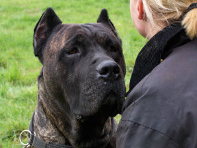 Dogo Canario Hunde Foto 41285 Dogo Canario Gesund Leistungsstark Kinderlieb & Wesensfest