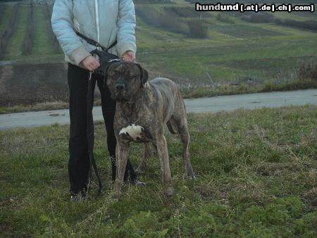 Dogo Canario Hunde Foto 22503 in höherer Auflösung ansehen Dogo Canario Tyson 2 Jahre