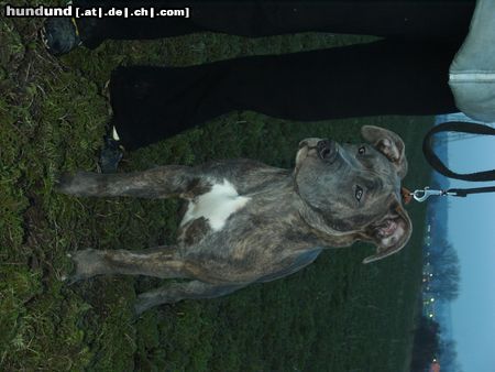 Dogo Canario Hunde Foto 22444 in höherer Auflösung ansehen Dogo Canario Hera of Bavarian Presa 7 Monate(Xena)