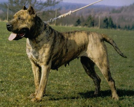 Dogo Canario Hunde Foto 41288 Dogo Canario Gesund, Leistungsstark, Kinderlieb und Wesensfest