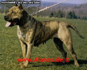 Dogo Canario Dogo Canario Alano Perro de Presa Canario Perro de Presa Espanol