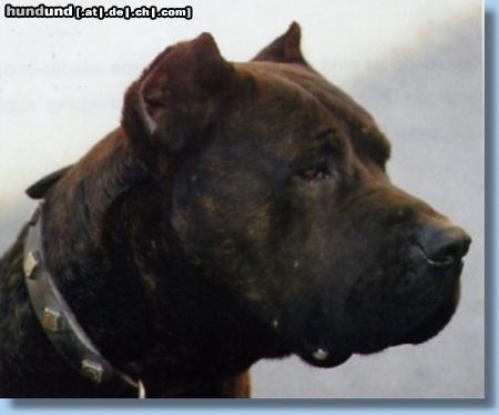 Dogo Canario Hunde Foto 7836 Dogo Canario Dogo Canario (Alano)-Leistungszucht! Wir züchten auf Gesundheit, Wesensfestigkeit, Leistungsbereitschaft und Typ. Welpen und spanische Importhunde zu verkaufen...