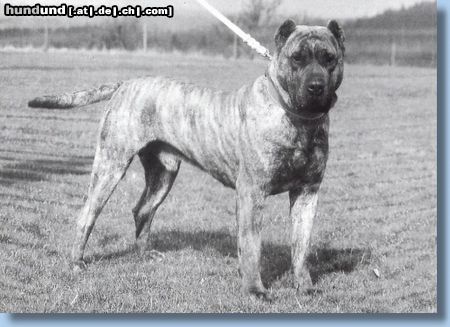 Dogo Canario Hunde Foto 7838 Dogo Canario Dogo Canario (Alano)-Leistungszucht! Wir züchten auf Gesundheit, Wesensfestigkeit, Leistungsbereitschaft und Typ. Welpen und spanische Importhunde zu verkaufen...